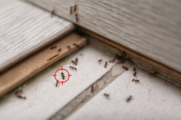 Best Affordable Pest Control Services  in Hannibal, MO