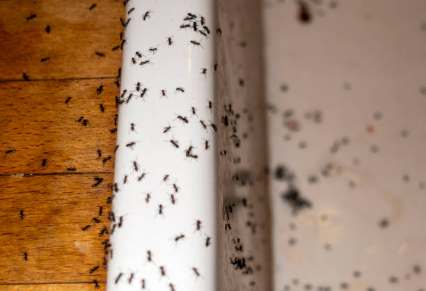 Pest Prevention Services in Hannibal, MO